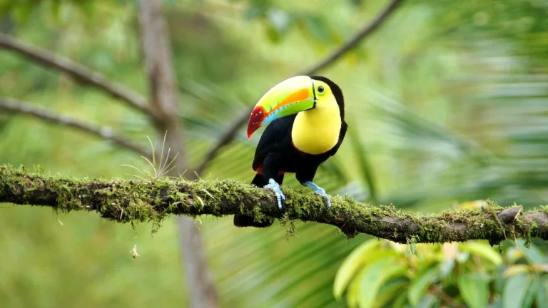Parque Nacional do Manu Tour 2D/1N